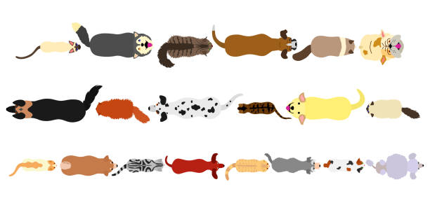 hunde und katzen grenzen gesetzt - dog group of animals variation in a row stock-grafiken, -clipart, -cartoons und -symbole