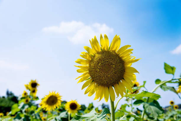 istock Sunflower field under the sky 1129052382