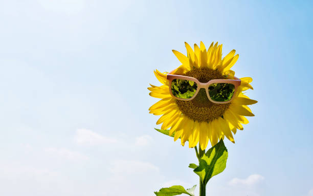 istock Yellow sunflower with sunglasses under blue sky 1129053161