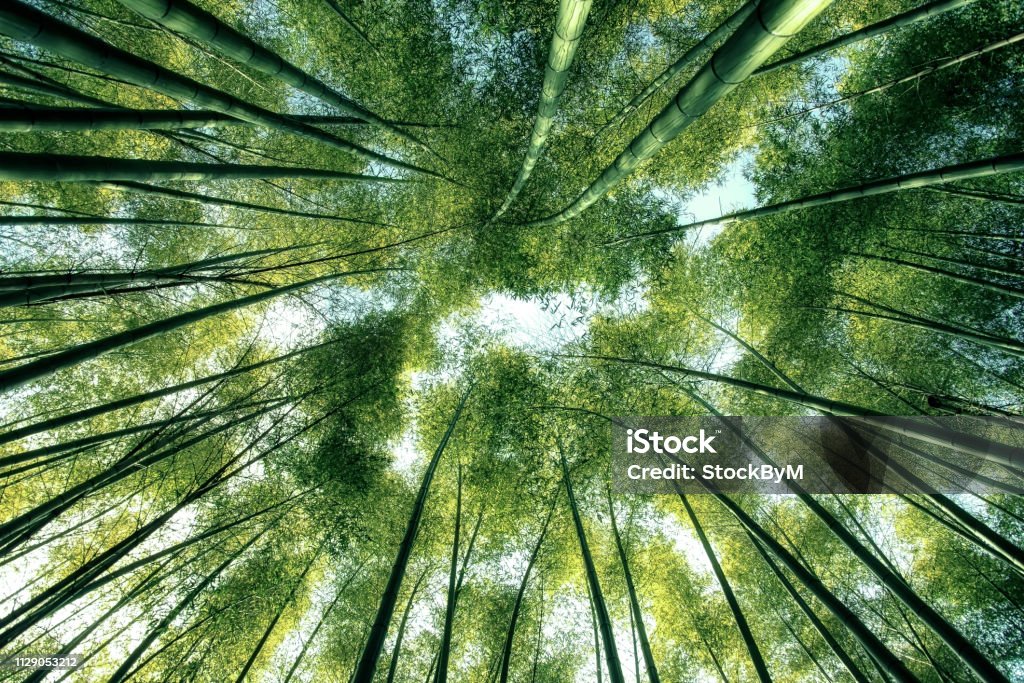Bamboo forest in Japan Arashiyama Bamboo Forest in Kyoto Japan Nature Stock Photo