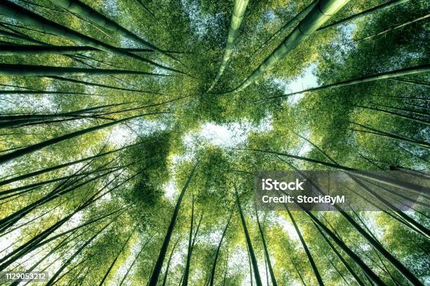 Bamboo Forest In Japan Stock Photo - Download Image Now - Nature, Abstract, Environmental Conservation
