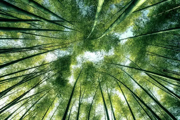 Photo of Bamboo forest in Japan