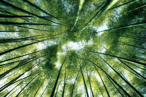 bamboo forest in japan - growth nature tree forest imagens e fotografias de stock