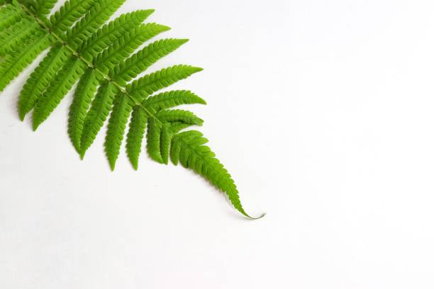 Home of leaf tier caterpillar on tip of cinnamon fern
