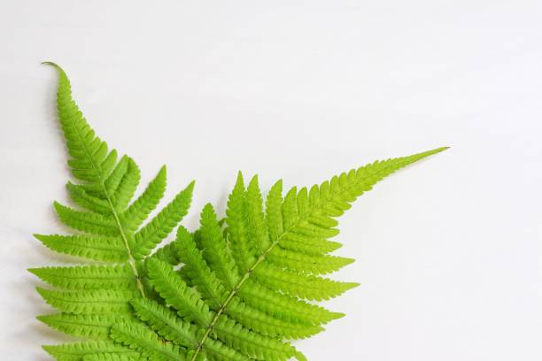 istock fern on white background , green leaf and nature isolated 1129056235
