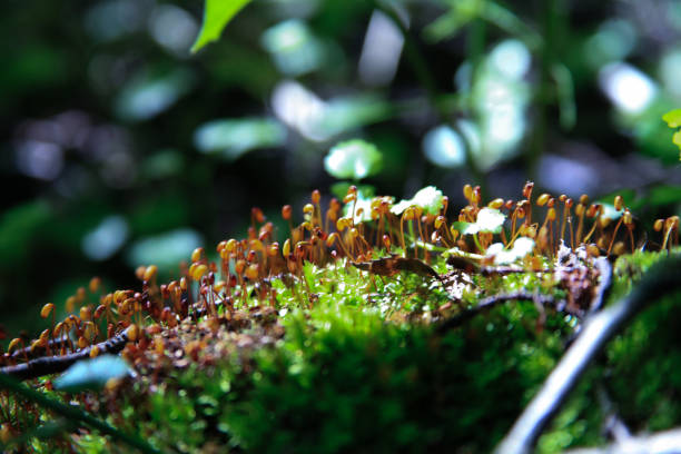 istock Hair moss is a fluffy plant in the forest 1129056451
