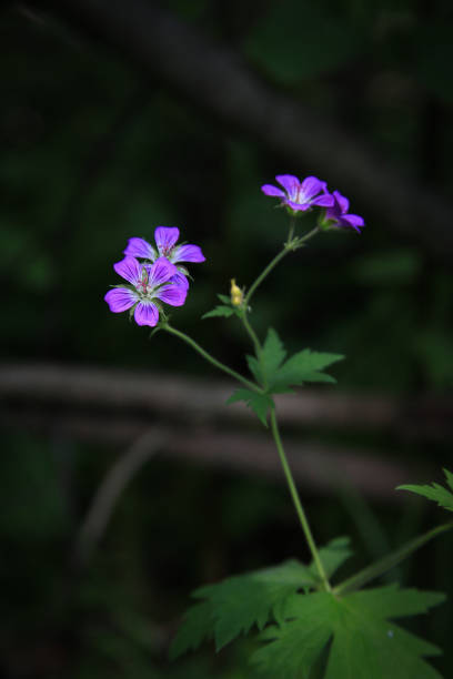 Meadow crane. Delicate lilac flowers in the forest