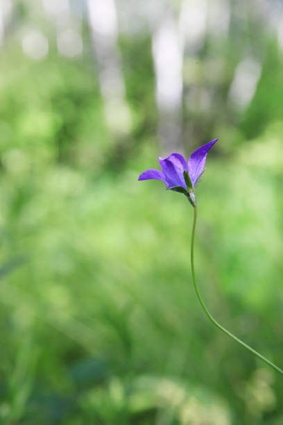istock Bellflower. Delicate purple flowers in the forest 1129056574