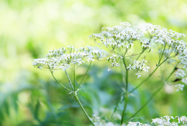 istock Wild carrot - Daucus carota - blooms. Small white flowers 1129057140