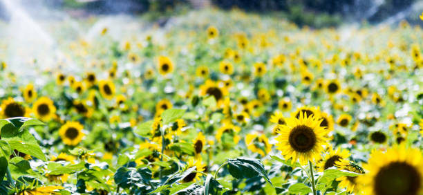 istock Water the sunflower field 1129057778