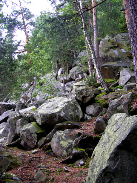 istock stone and spruce on the path in the forest in the Carpat