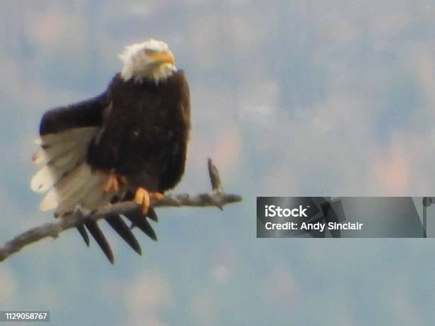 King Of The Sky Stock Photo - Download Image Now - Animal, Animal Body Part, Animal Wing