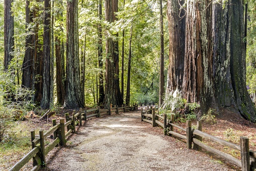 Big Basin Redwoods State Park, Santa Cruz County, California, USA.