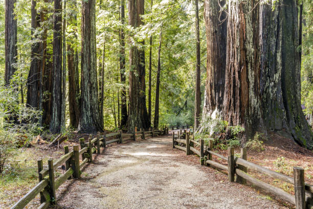 redwoods da costa velho ao longo da trilha - ancient tree usa california - fotografias e filmes do acervo