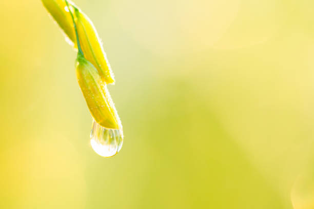 Drops of dew at the end of the grain in the morning