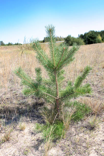 istock Lonely young pine and cru coniferous spruce branches 1129061265
