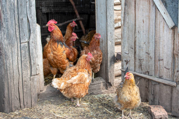 istock Red cock and hens stand at the barn, brush their feathers 1129061633