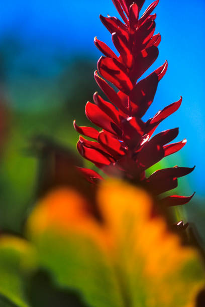 Island of Maui in Hawaii Red ginger plants in Maui rainforest hana coast stock pictures, royalty-free photos & images