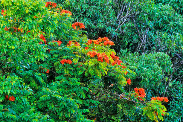 Island of Maui in Hawaii Flowering tree in rain forest on Maui hana coast stock pictures, royalty-free photos & images