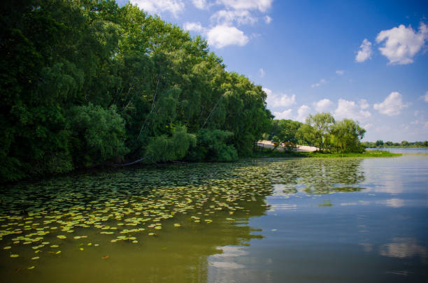 istock Water lily pads on the river. 1129066212