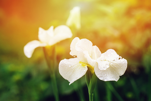 white blooming irises close up in summer garden. Floral composition with empty space, in soft sunny light