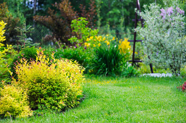 istock private summer cottage garden view with mixed border with yellow spireas. Decorative shrubs, conifers and perennials planted together 1129068509