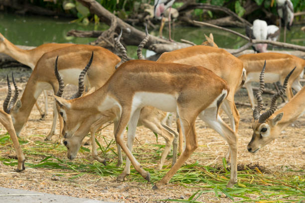 istock group of wild dear in the zoo ,Thailand. 1129069232