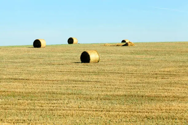 twisted tight stack of straw in a field after harvesting grain