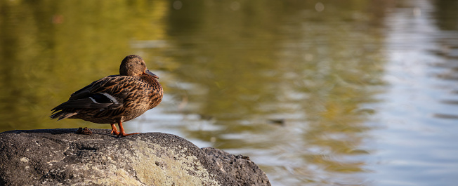 Brown duck is standing on a rock outside of a pond. Green- blue water background, copy space, banner.