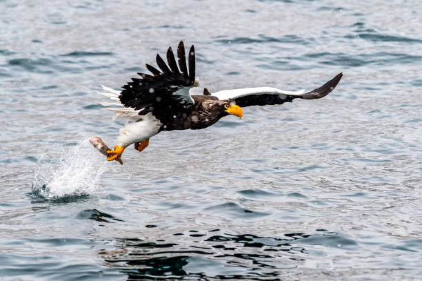 istock The Predatory Stellers Sea-eagle 1129071198