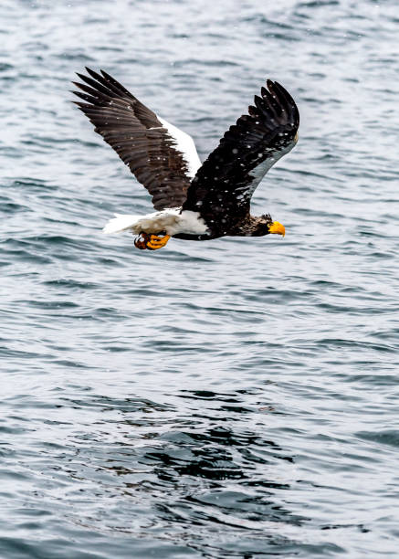 istock The Predatory Stellers Sea-eagle 1129071308