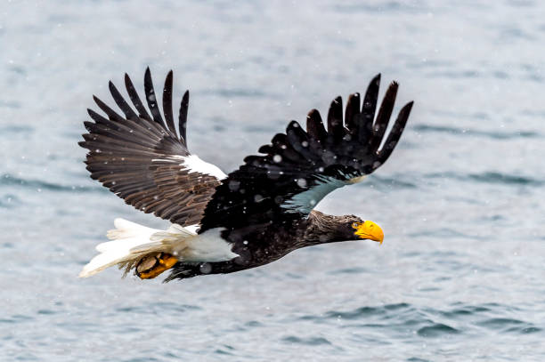 istock The Predatory Stellers Sea-eagle 1129072387
