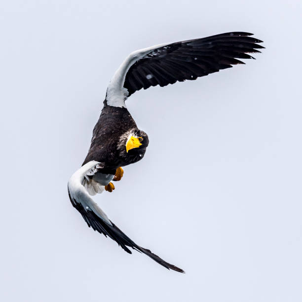 istock The Predatory Stellers Sea-eagle 1129072927