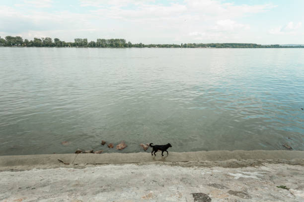 Stray black dog walking at Danube river promenade, Belgrade, Serbia
