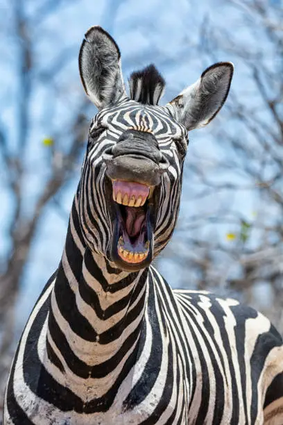 A closeup of a Zebra that looks as if he is laughing