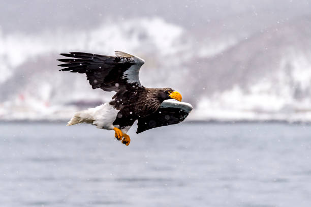 istock The Predatory Stellers Sea-eagle 1129073181