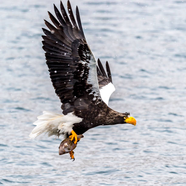 istock The Predatory Stellers Sea-eagle 1129073195