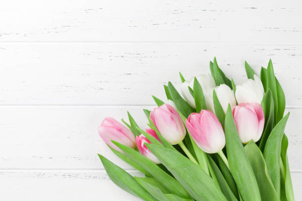 istock Colorful tulip flowers 1129073461