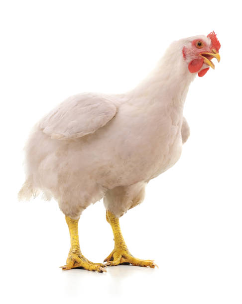 grossa lana bianca. - chicken isolated poultry animal foto e immagini stock
