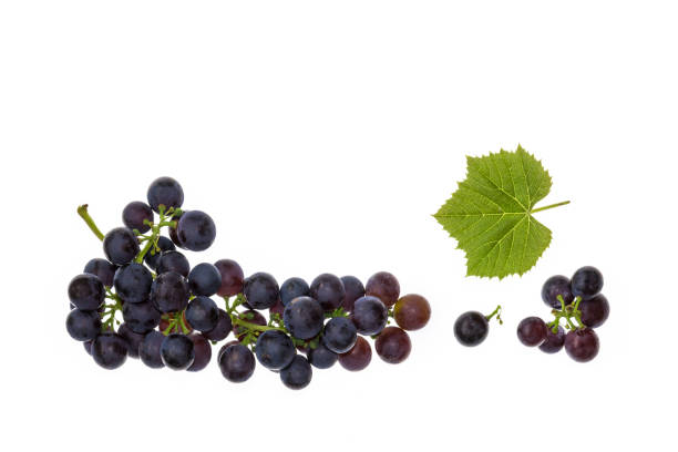 istock muscat noir grapes isolated on white background with copy space above 1129075707