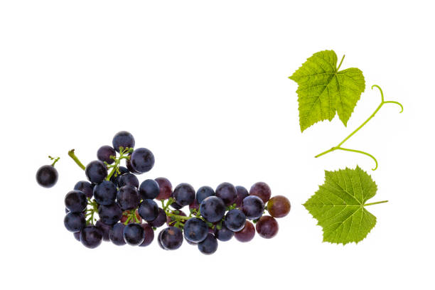 흰색 배경 및 복사 공간에 무리와 무스카트 포도의 잎 - grape bunch cabernet sauvignon grape isolated 뉴스 사진 이미지