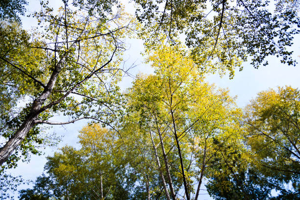 istock Looking up the birch trees in autumn 1129076318