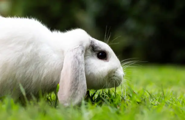 Happy lop-eared rabbit enjoying the garden