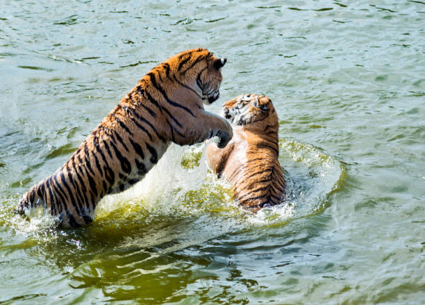 istock Two tigers fighting in the lake 1129076698