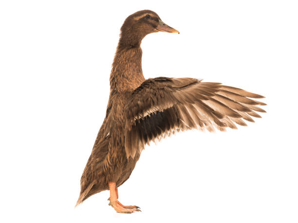 istock male brown duck with flowing wings 1129076723