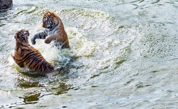 istock Two tigers fighting in the lake 1129076854