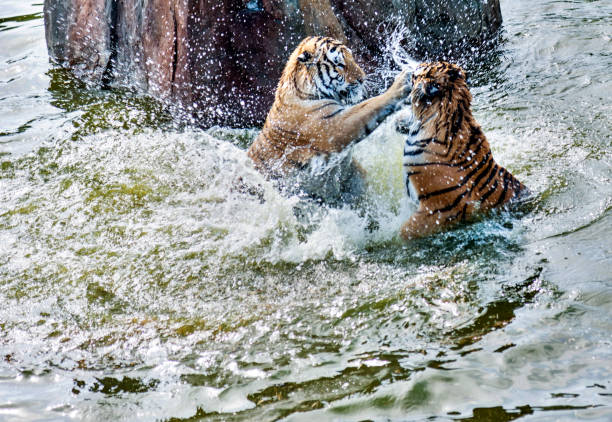 istock Two tigers fighting in the lake 1129076861