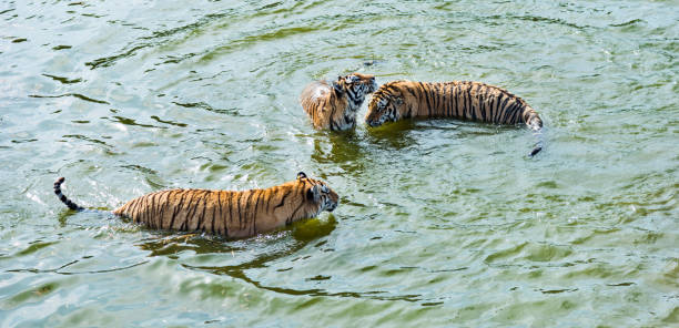 istock Two tigers in the lake 1129076906