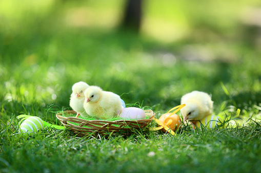 Little chicks in basket with easter eggs on green grass