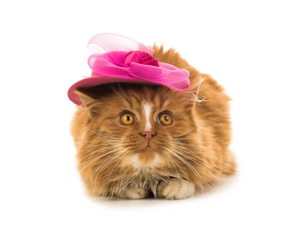 red cat in a pink hat isolated on a white background